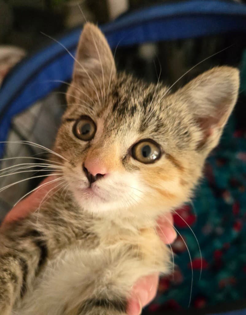 Razzles - Domestic Short Hair
