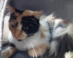 Calista  In Foster image 1