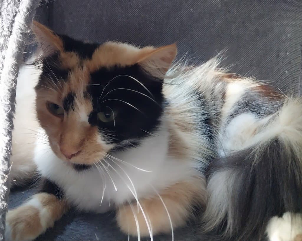Calista  In Foster - Domestic Medium Hair