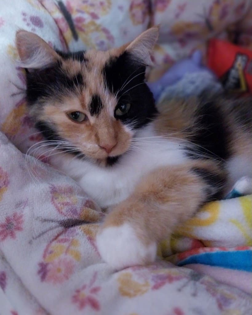 Calista  In Foster - Domestic Medium Hair