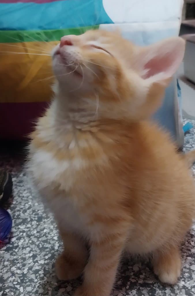 Matty  In Foster - Domestic Short Hair