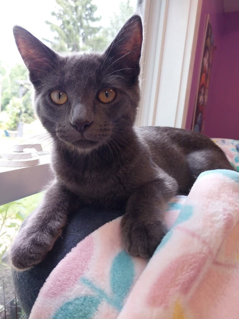 Smoky Joe  In Foster - Domestic Short Hair