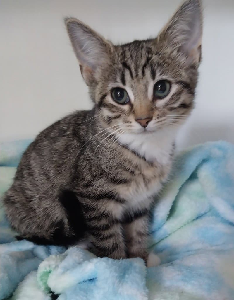 Ms Plymouth  In Foster - Domestic Short Hair