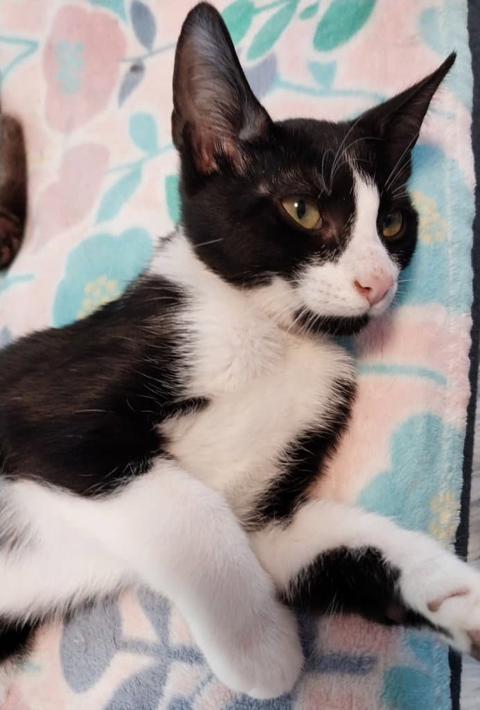 Pocahontas  In Foster - Domestic Short Hair