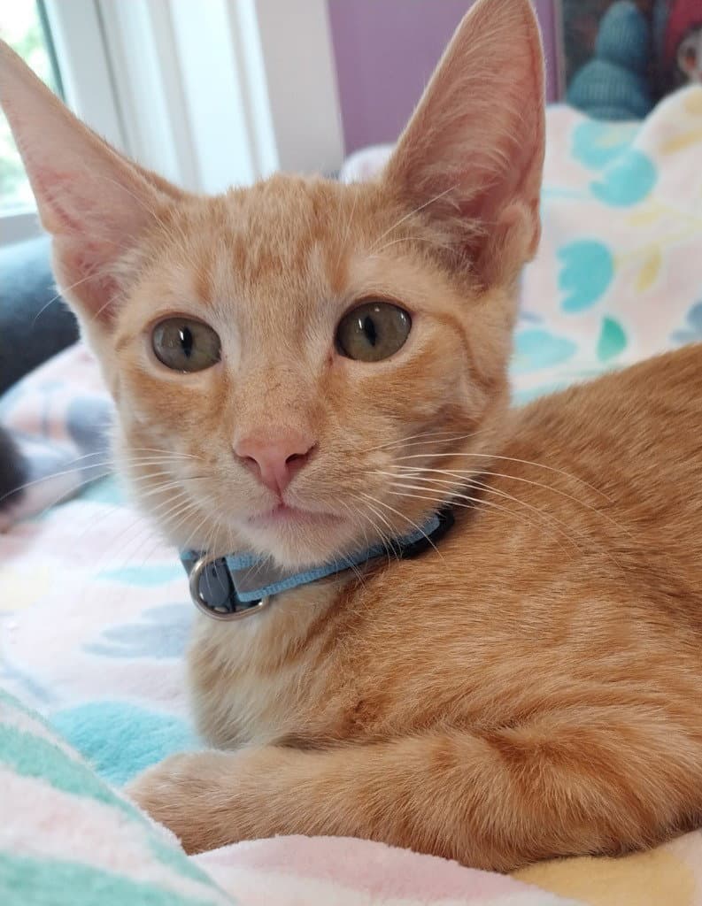 John Rolfe  In Foster - Domestic Short Hair