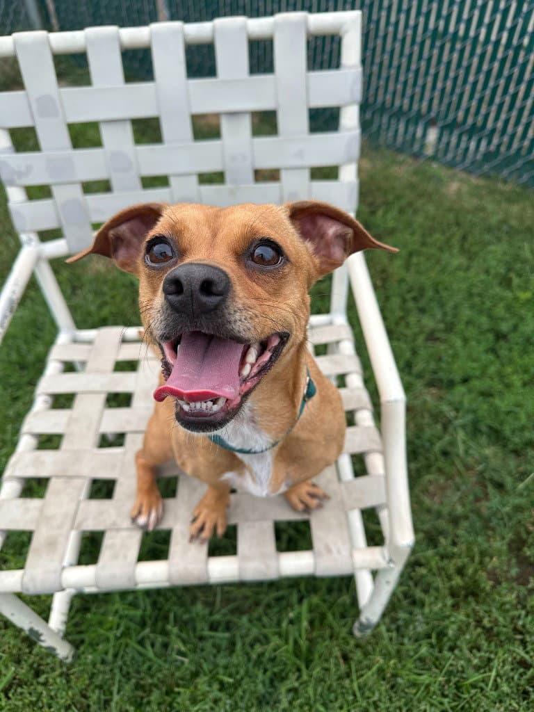 Monica - Chihuahua