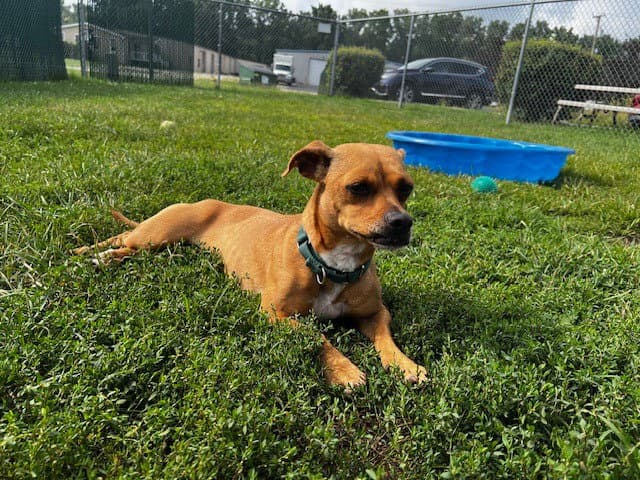 Monica - Chihuahua