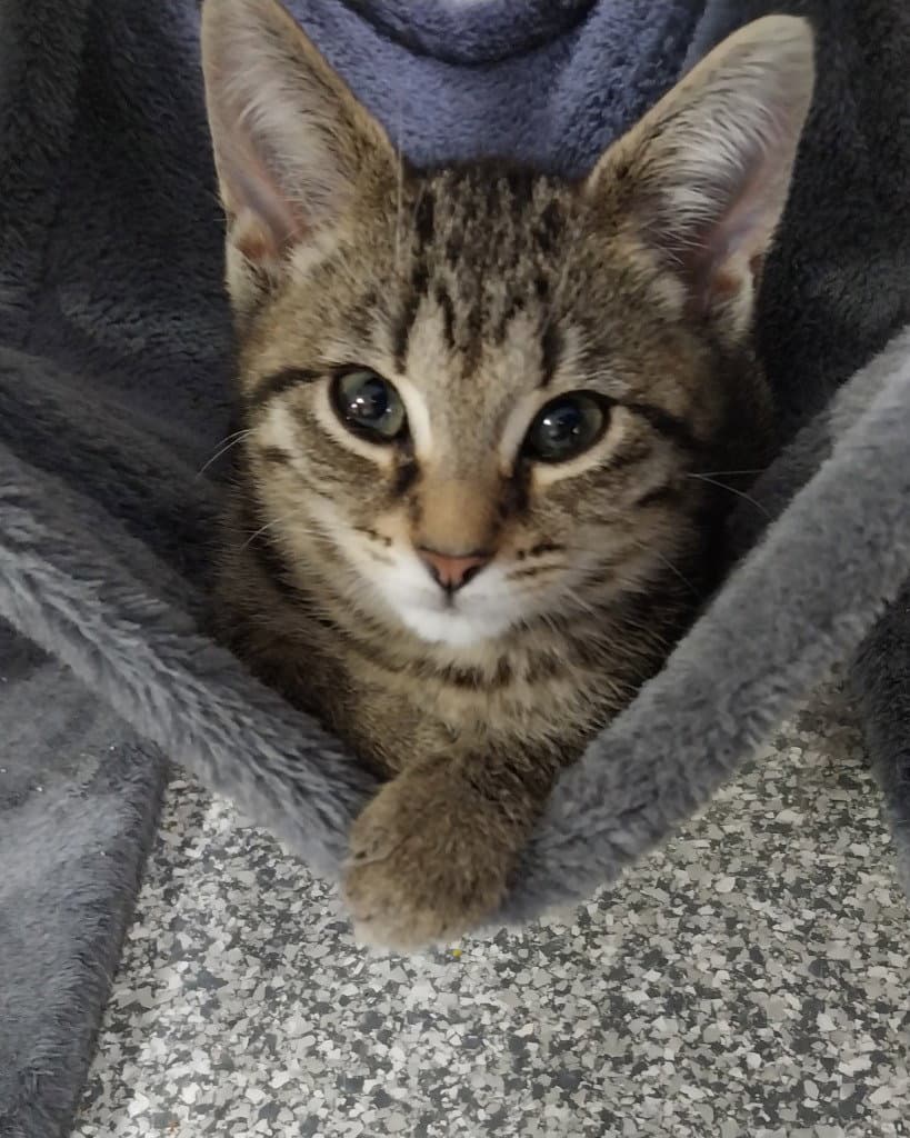 Lyric  In Foster - Domestic Short Hair