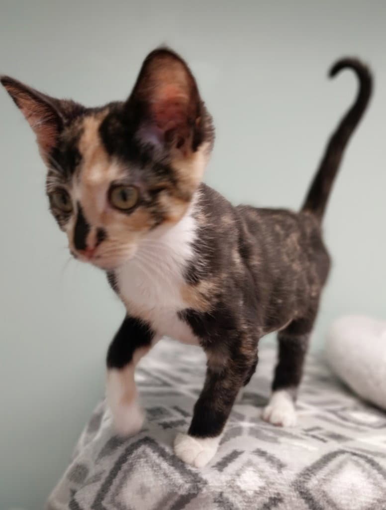 Firelight  In Foster - Domestic Short Hair