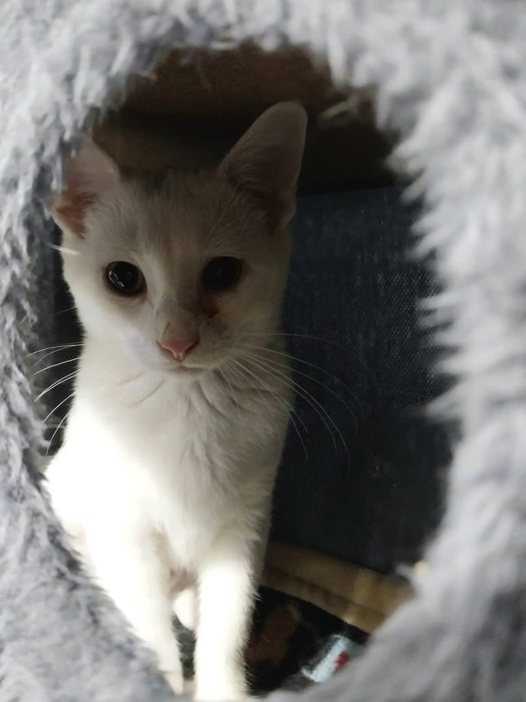 Birdie  In Foster - Domestic Short Hair