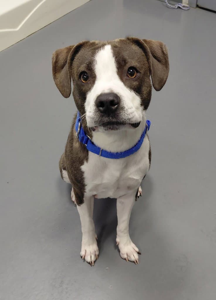 Reign - Beagle