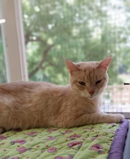 Blondie  In Foster image 1