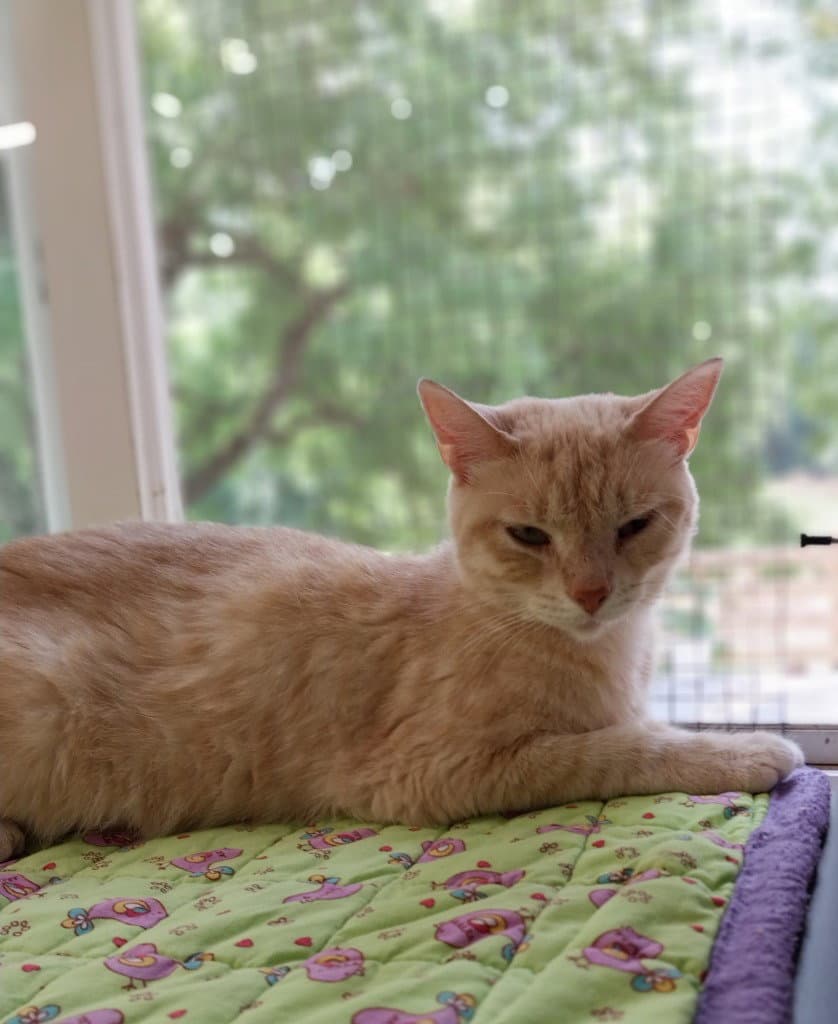 Blondie  In Foster - Domestic Short Hair