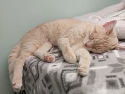 Blondie  In Foster image 3