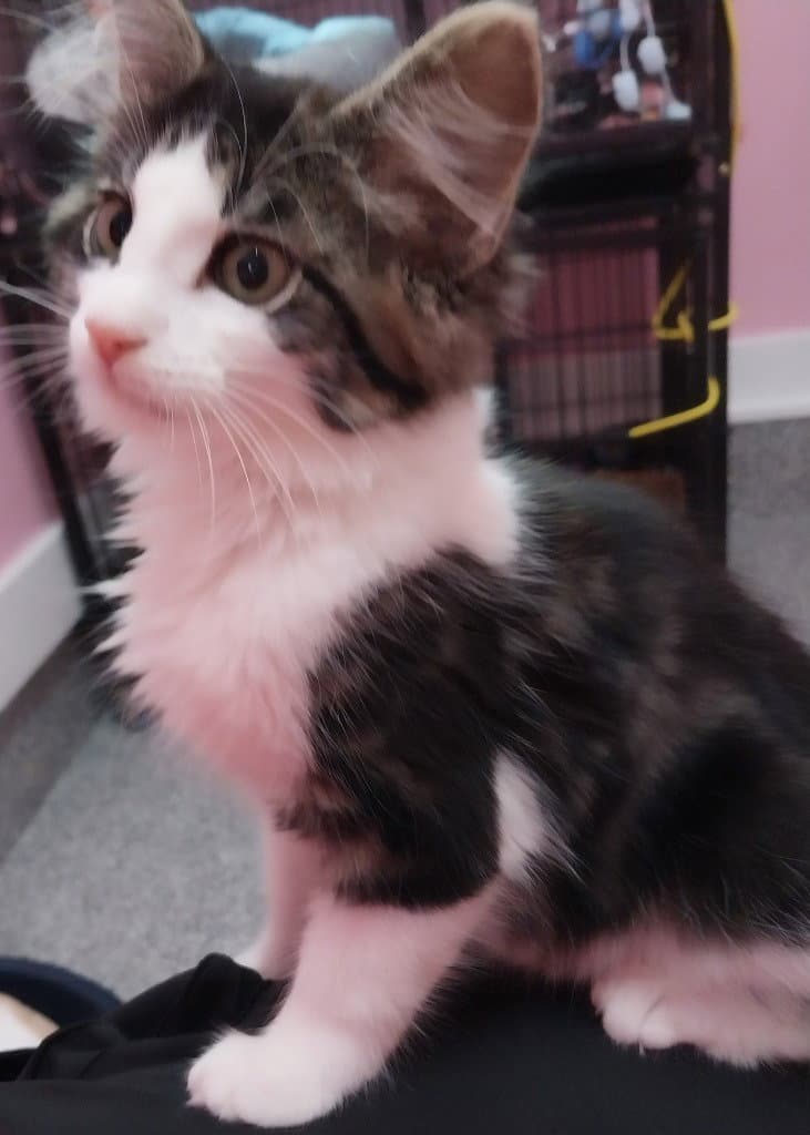 Chase  In Foster - Domestic Medium Hair