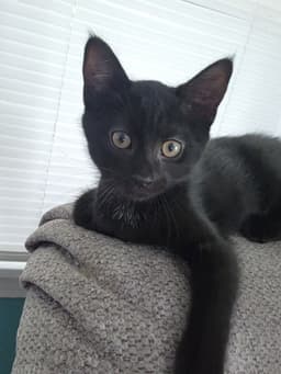 Snoop Catt In Foster image 1
