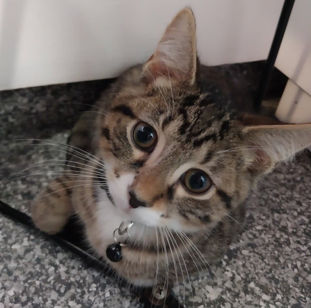 Catnip Dealer  Bear - Domestic Short Hair
