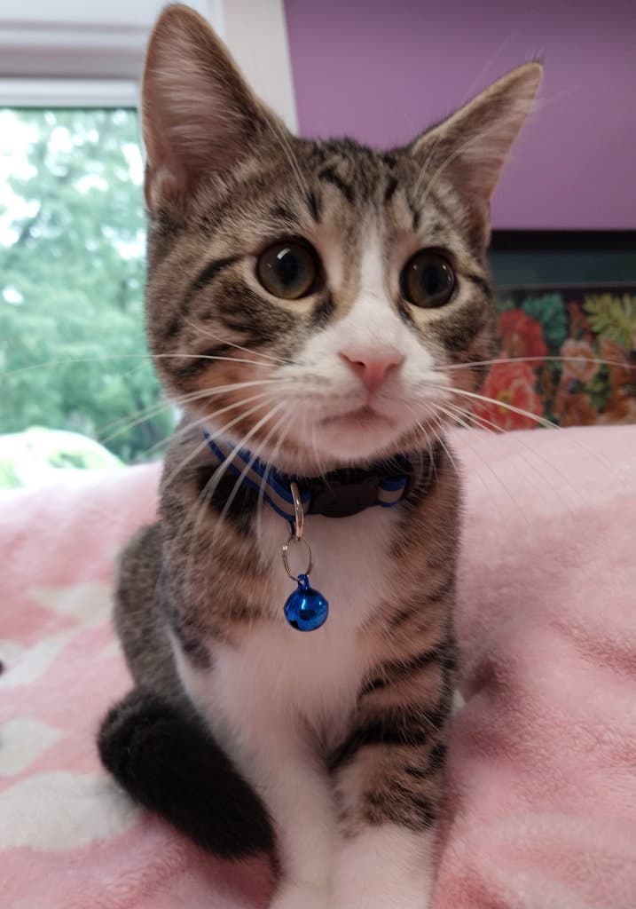 Catnip Dealer  Boo - Domestic Short Hair