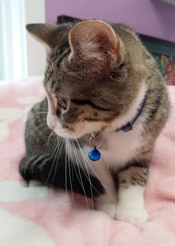 Catnip Dealer  Boo image 4