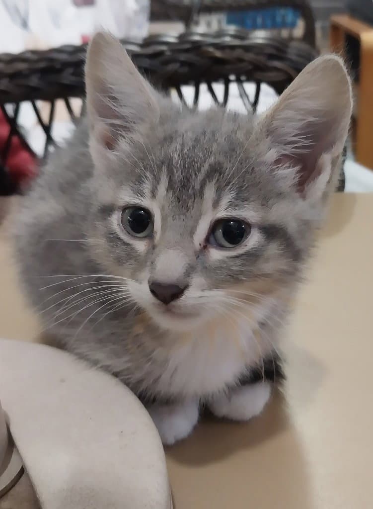 Mila  In Foster - Domestic Short Hair