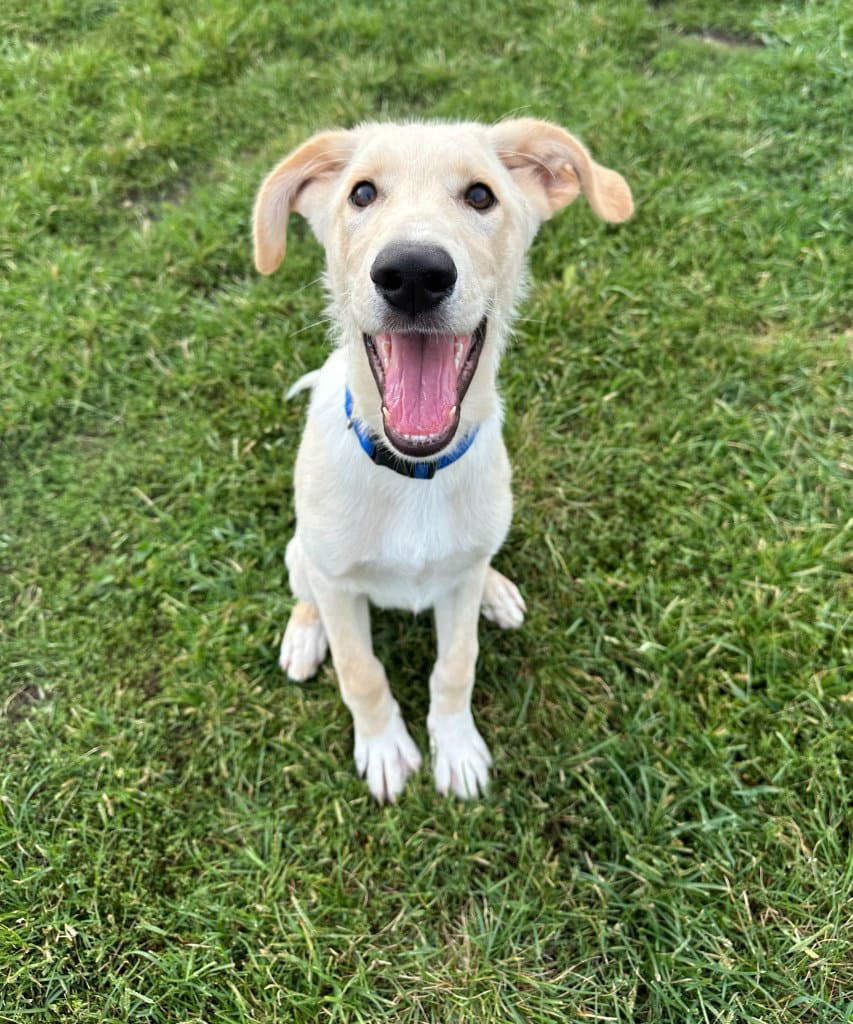 Parker - Labrador Retriever