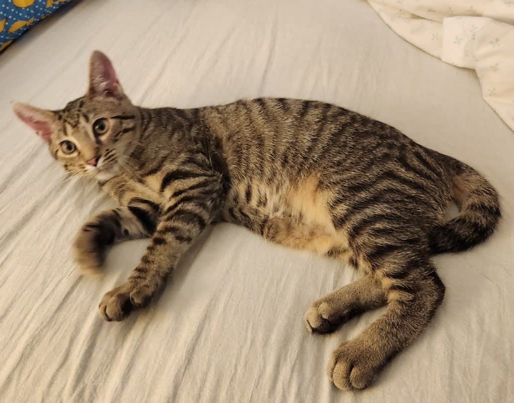 Ziggy Stardust In Foster - Domestic Short Hair