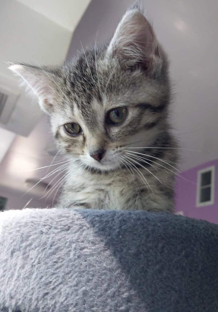 Stormy  In Foster - Domestic Short Hair