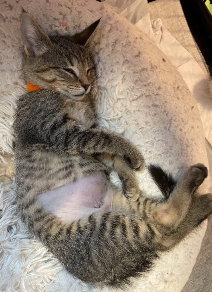 Perdita  In Foster - Domestic Short Hair