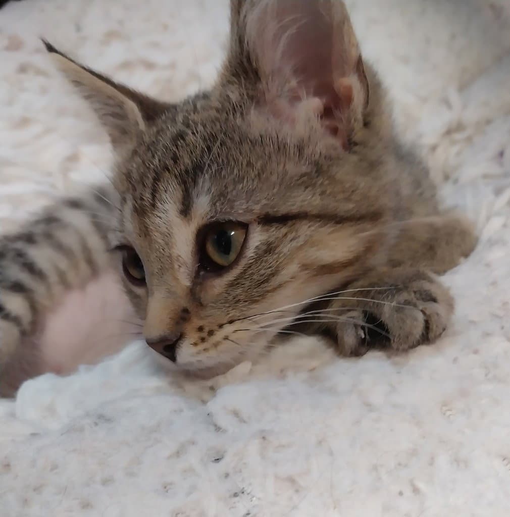 Perdita  In Foster - Domestic Short Hair