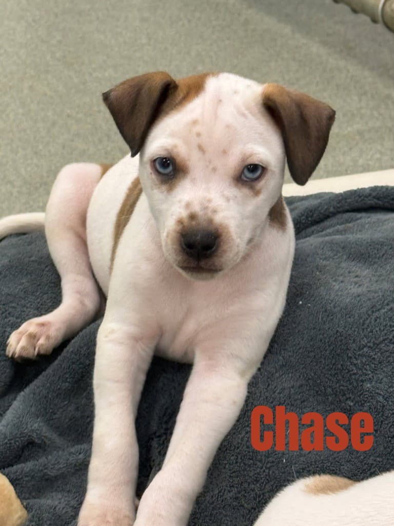 Chase-In A Foster Home - Terrier