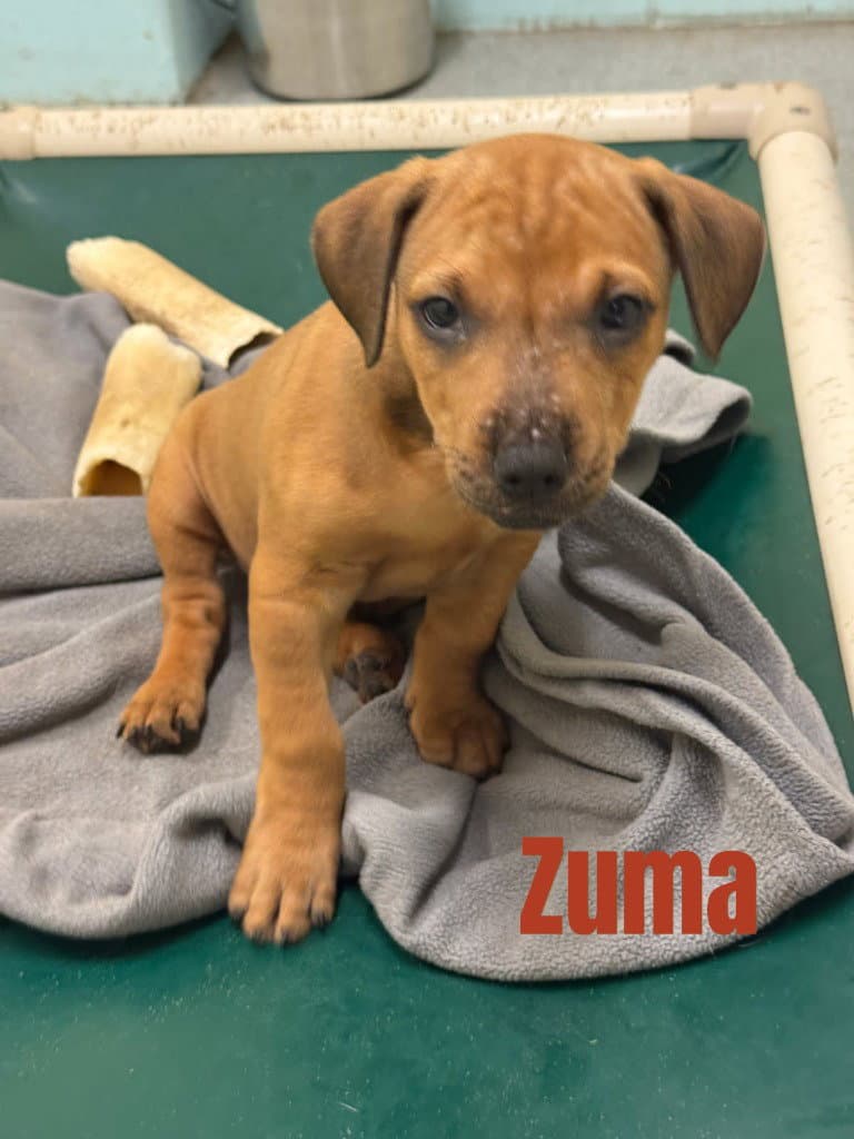 Zuma-In A Foster Home - Terrier