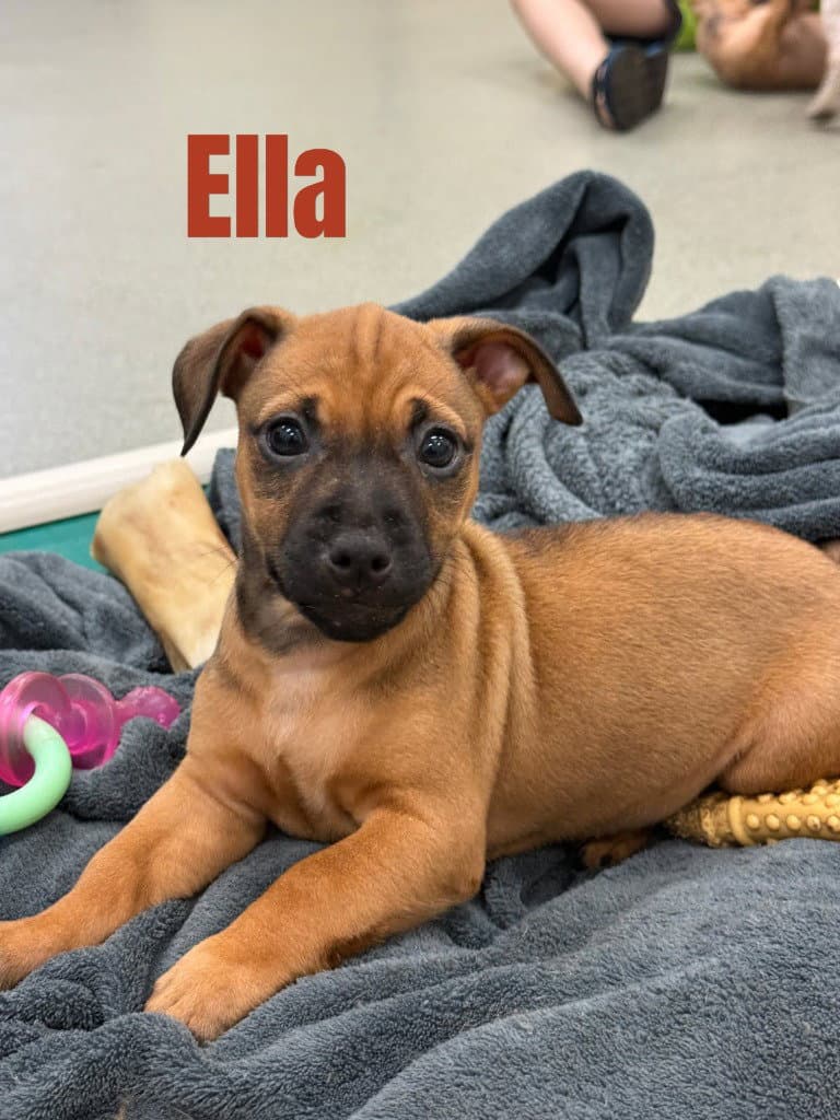 Ella-In A Foster Home - Terrier