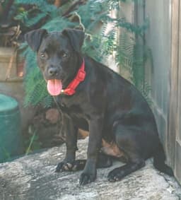 Cosmo Foster In Pr image 1