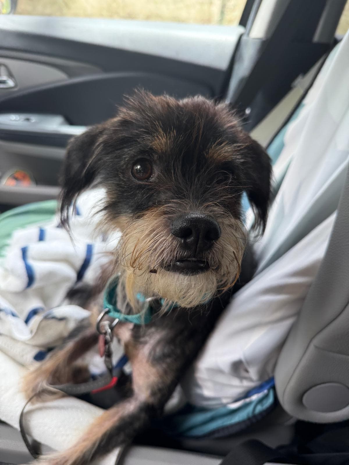 Jafar Aka Jj - Wirehaired Fox Terrier