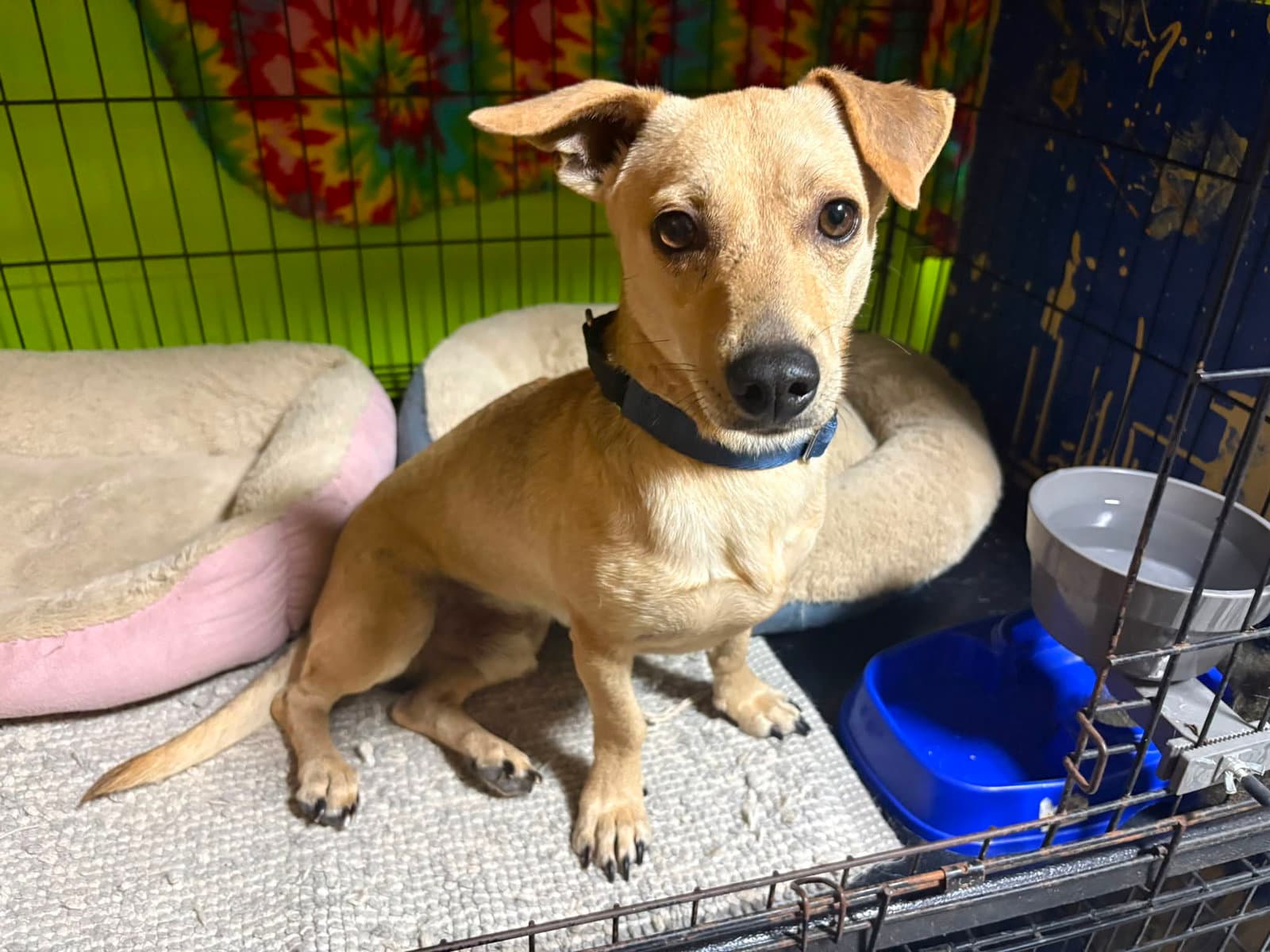 Sami Foster In Pr - Chihuahua