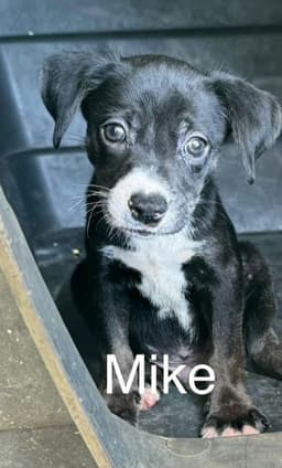 Mike image 1