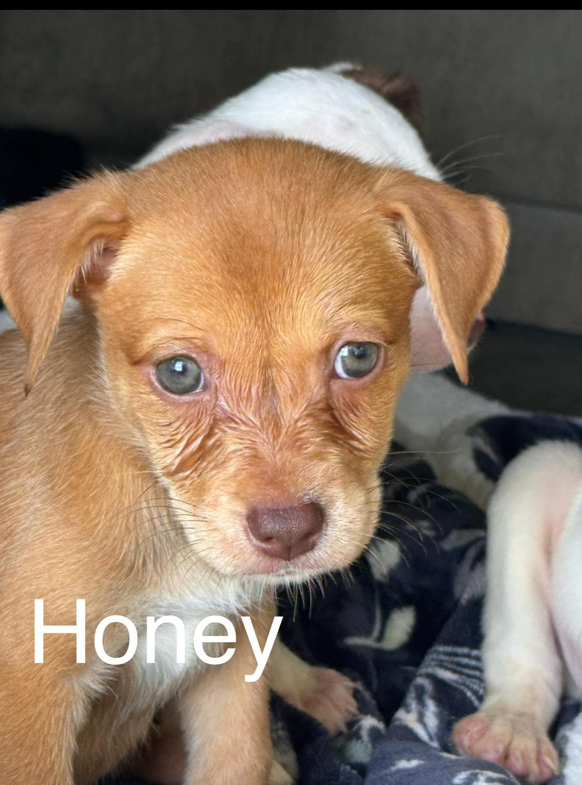 Honey