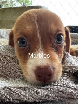 Marbles image 1