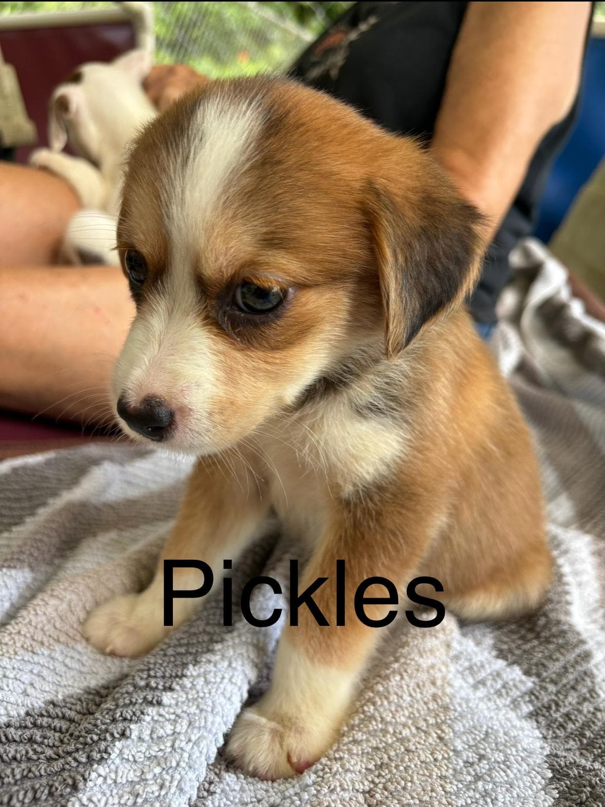 Pickles - Unknown