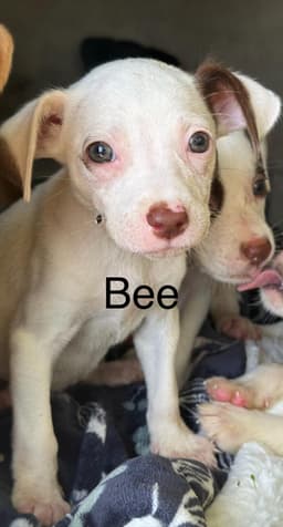 Bee image 1