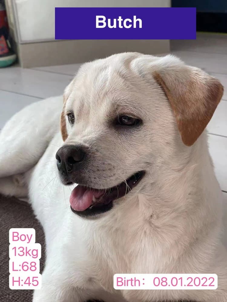 Butch - American Bulldog