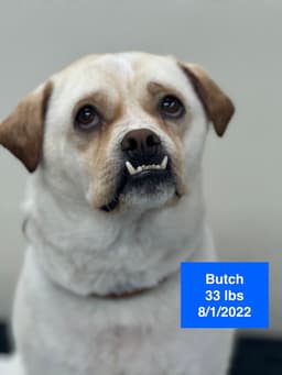 Butch image 2