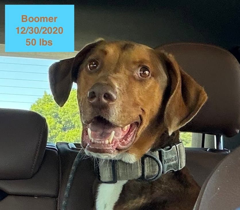 Boomer - Doberman Pinscher