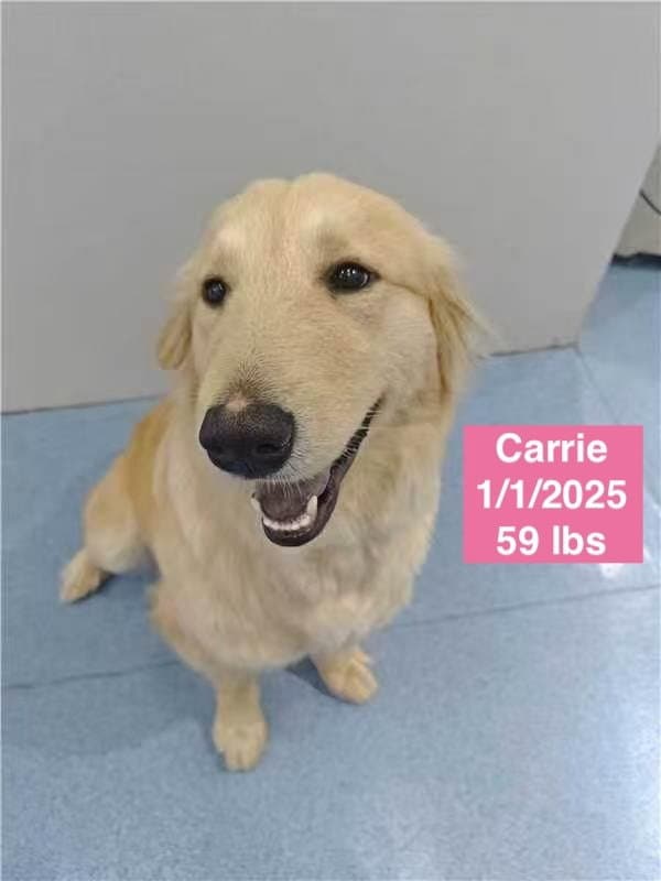Carrie - Golden Retriever