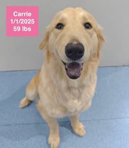 Carrie image 2