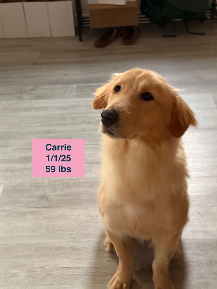 Carrie - Golden Retriever