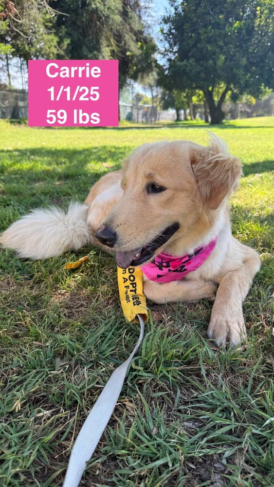 Carrie - Golden Retriever