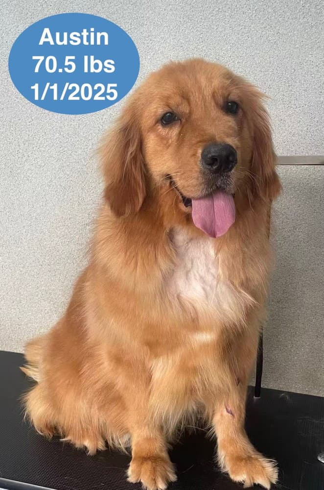 Austin - Golden Retriever