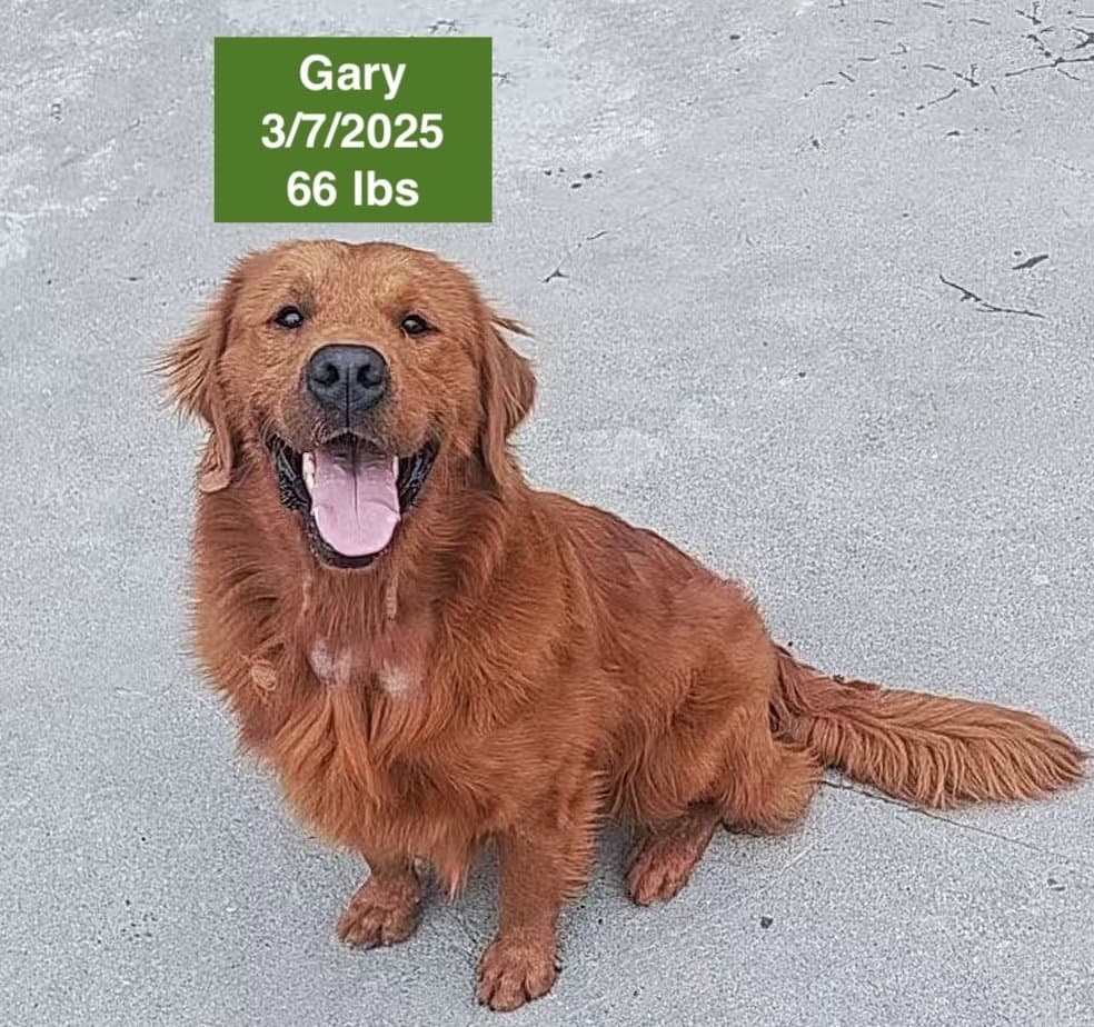 Gary - Golden Retriever