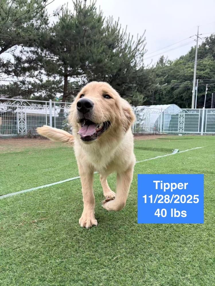 Tipper - Golden Retriever